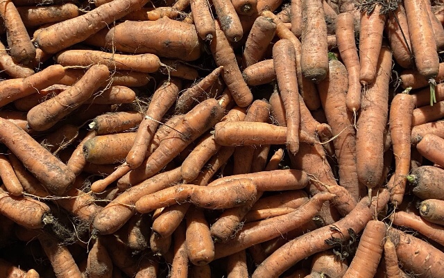 Gartenpost November