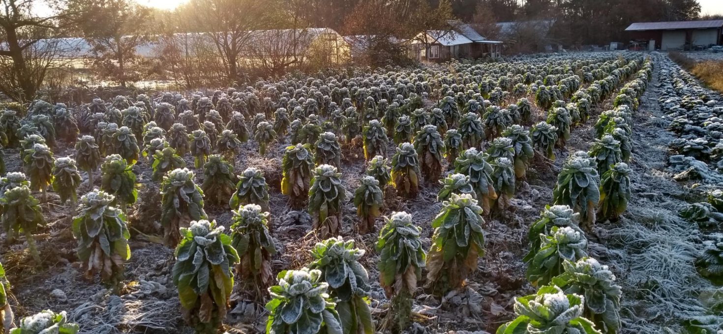 Gartenpost Dezember ❄️