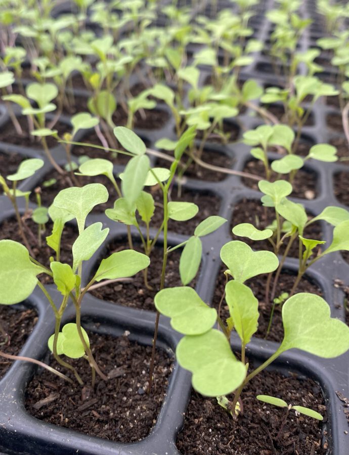 Gartenpost Februar ????