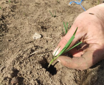 Porree wird gepflanzt – soooo süß ????