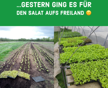 Ab aufs Freiland :)