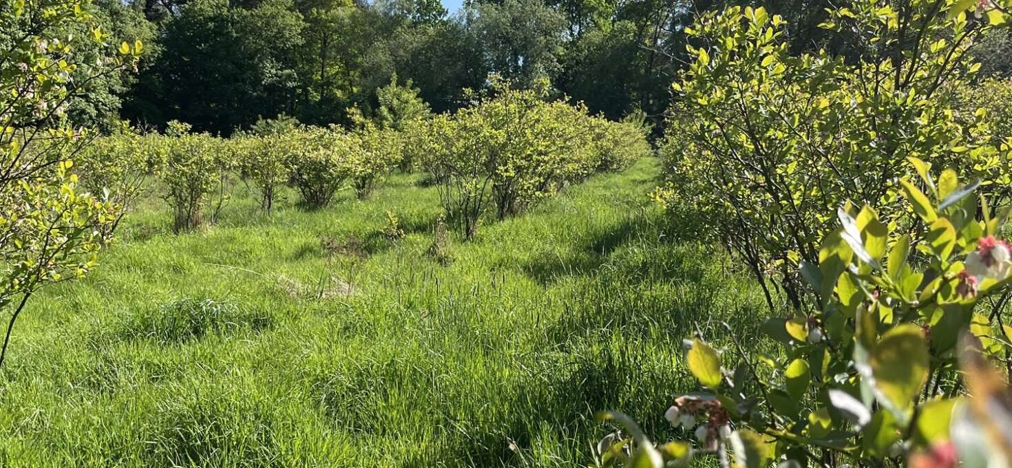 Johannisbeeren, Heidelbeeren – jetzt mitmachen & gemeinsam ernten