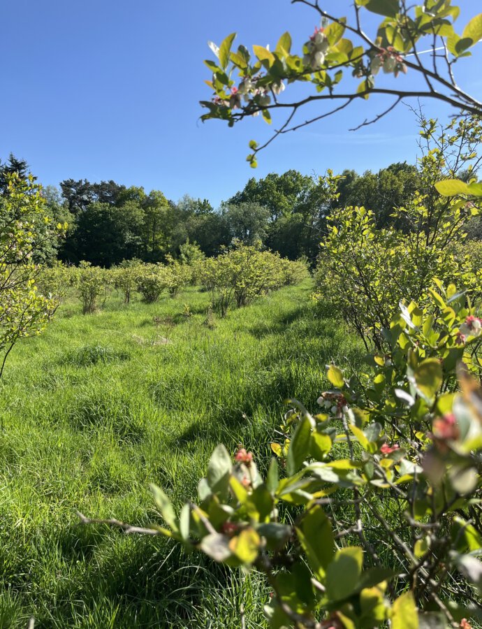 Johannisbeeren, Heidelbeeren – jetzt mitmachen & gemeinsam ernten