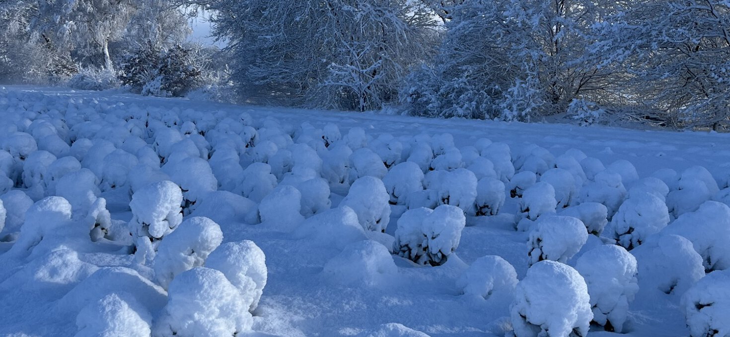 Rosenkohl im Wintermantel ☃️