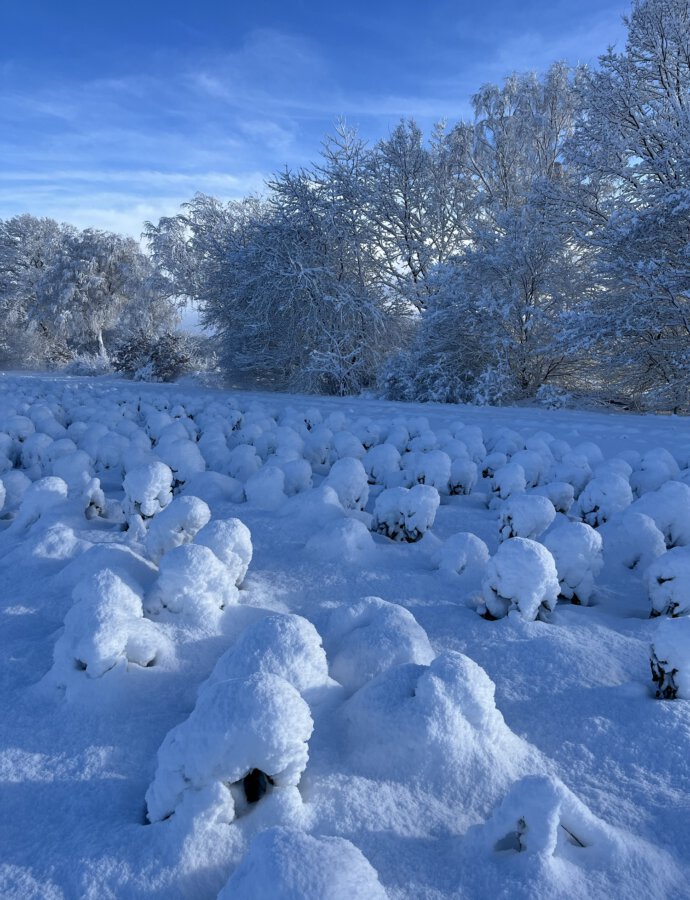 Rosenkohl im Wintermantel ☃️