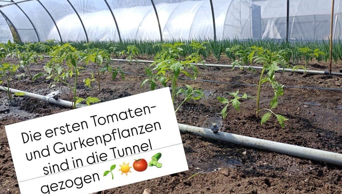 Schöne liebe Grüße 💚