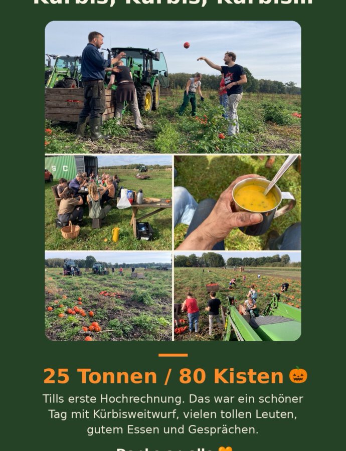 Kürbisernte 🧡🎃